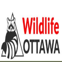 Wildlife Ottawa image 1
